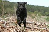 LABRADOR 148